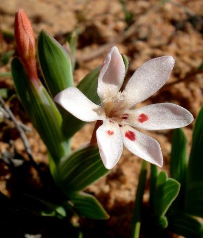 Lapeirousia arenicola orange bud