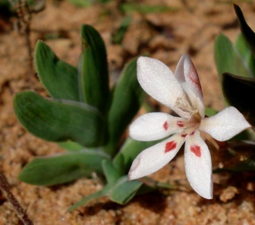 Lapeirousia arenicola leaves