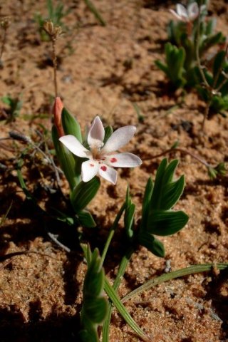 Lapeirousia arenicola