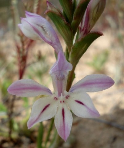 Lapeirousia divaricata flower