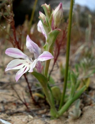Lapeirousia divaricata