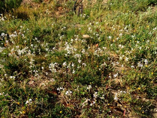 Lapeirousia divaricata family gathering