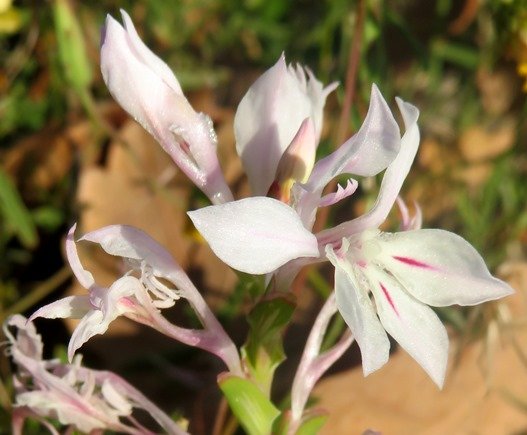 Lapeirousia divaricata inflorescence