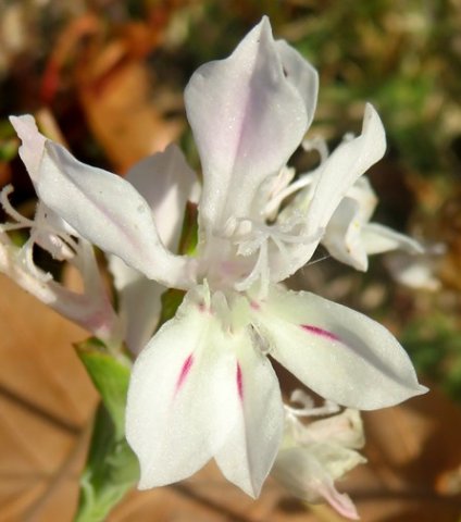 Lapeirousia divaricata, the bride