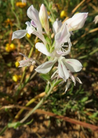 Lapeirousia divaricata buds