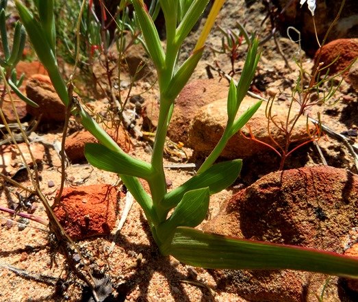 Lapeirousia fabricii leaves and bracts