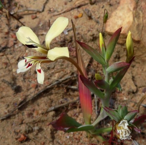 Lapeirousia fabricii flower and buds