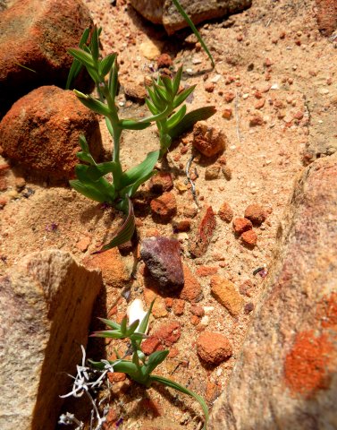 Lapeirousia fabricii young plants