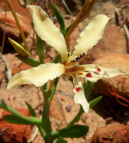 Lapeirousia fabricii flower