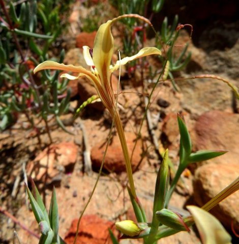 Lapeirousia fabricii flower tube