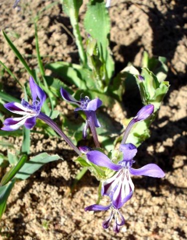 Lapeirousia jacquinii