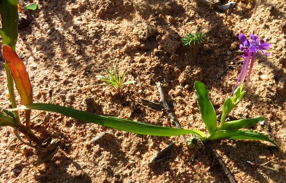 Lapeirousia jacquinii young plant, simple structure
