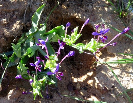 Lapeirousia jacquinii flowering