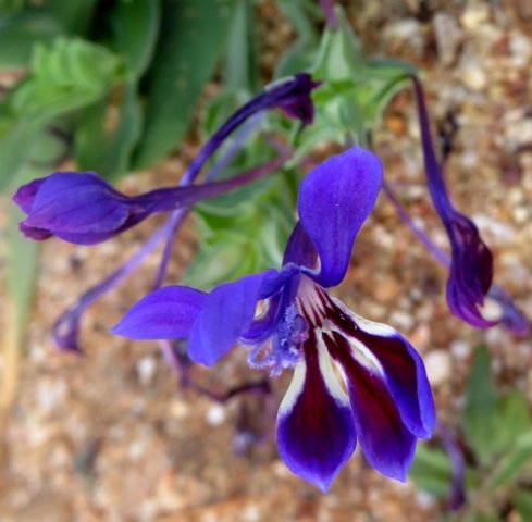 Lapeirousia jacquinii flower
