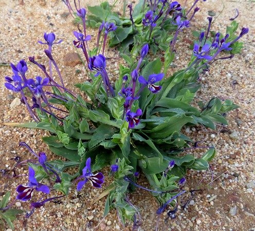 Lapeirousia jacquinii mature plant