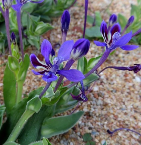 Lapeirousia jacquinii floral stages