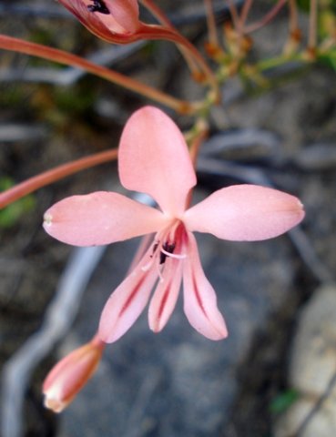 Lapeirousia