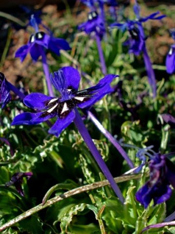 Lapeirousia oreogena