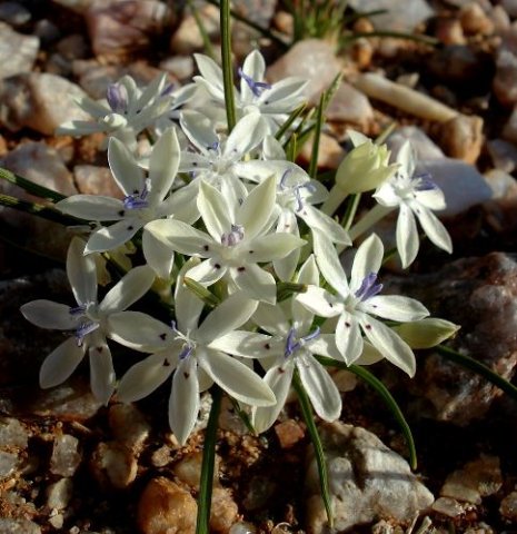 Lapeirousia plicata subsp. plicata in flower
