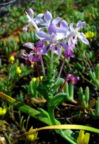 Lapeirousia pyramidalis subsp. pyramidalis