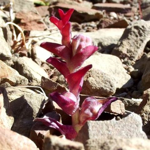 Lapeirousia pyramidalis subsp. pyramidalis fruit capsules