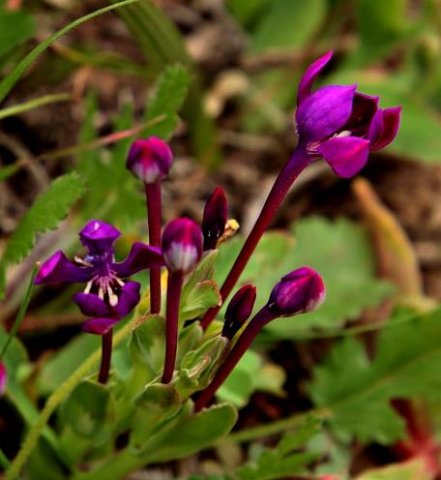 Lapeirousia pyramidalis subsp. regalis flowers
