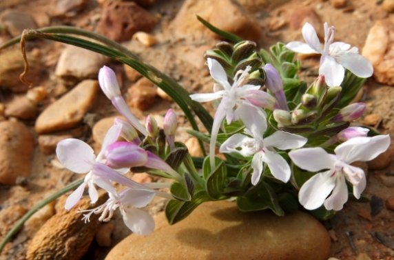Lapeirousia pyramidalis subsp. pyramidalis near white
