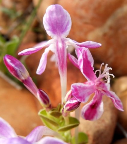 Lapeirousia pyramidalis subsp. pyramidalis colours