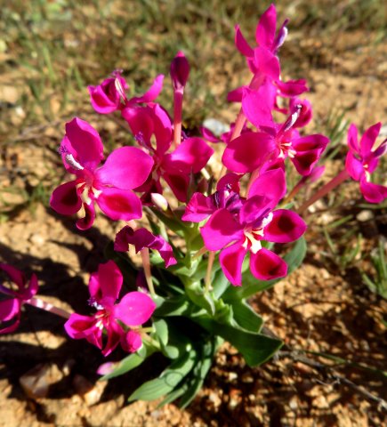 Lapeirousia silenoides