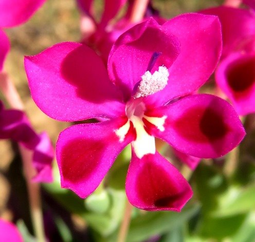 Lapeirousia silenoides flower