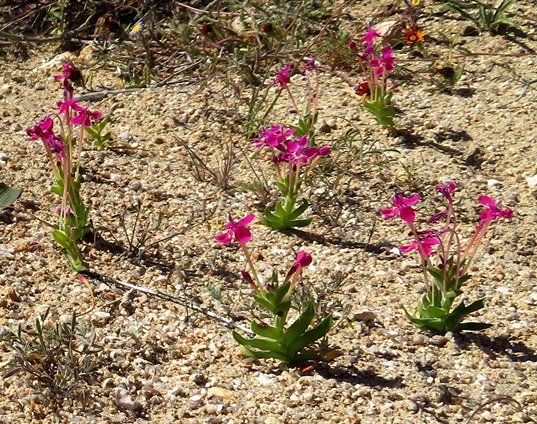 Lapeirousia silenoides in the spring parade