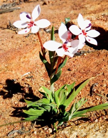 Lapeirousia verecunda