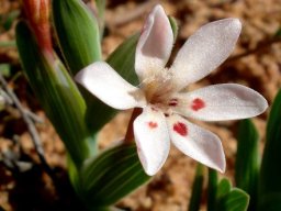 Lapeirousia arenicola orange bud
