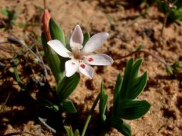 Lapeirousia arenicola