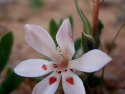 Lapeirousia arenicola flower