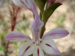 Lapeirousia divaricata flower