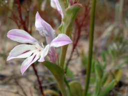 Lapeirousia divaricata