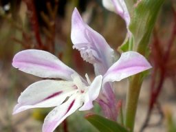 Lapeirousia divaricata angled flower