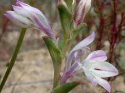 Lapeirousia divaricata curving floral bracts