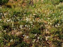 Lapeirousia divaricata family gathering