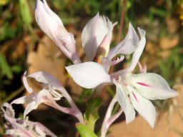 Lapeirousia divaricata inflorescence