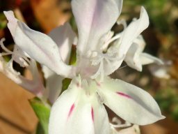 Lapeirousia divaricata, the bride