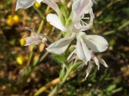 Lapeirousia divaricata buds
