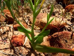 Lapeirousia fabricii leaves and bracts