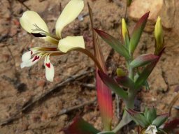Lapeirousia fabricii flower and buds