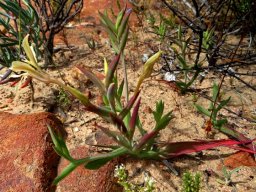 Lapeirousia fabricii mature plant
