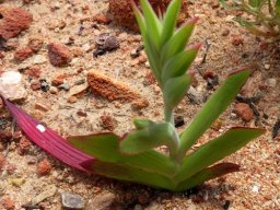 Lapeirousia fabricii leaves and bracts