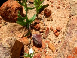 Lapeirousia fabricii young plants
