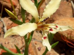 Lapeirousia fabricii flower