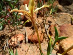 Lapeirousia fabricii flower tube